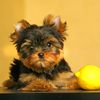 King Of The Kennel: Yorkshire Terrier Most Popular Dog In NYC